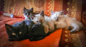 ����� ���������� ����� � ������� ���� - ����������� 1