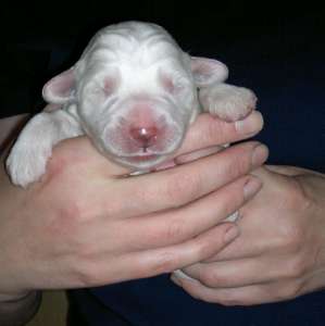 ����� ���������� ������ - ����������� 1