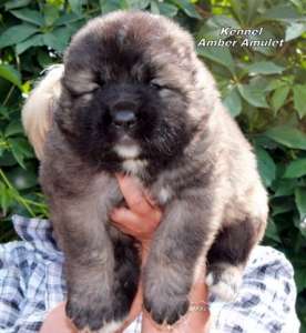 ����� ���������� ������� - ����������� 1