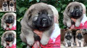 ����� ���������� ������� - ����������� 1