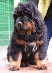 ����� ���������� ������� - ����������� 1