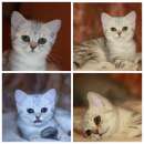 ������� � ����������: ����� ���������� ������� ������