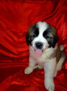 ����� ���������� ���������� 2.5 ������. ���������. �������� - ����������� 1