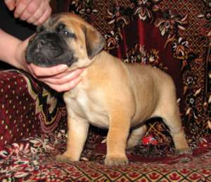 ����� ����������� - ����������� 1