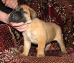 ����� �����������. �������� �������� - �������/�������