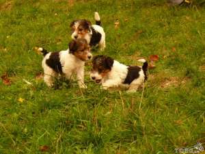 ����� ����������� - ����������� 1