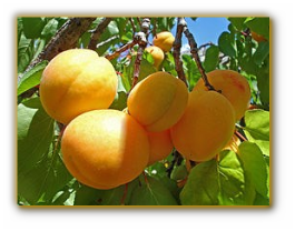 ����� ����������� - ����������� 1