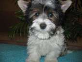 ����� ����������� ������ - ����������� 1