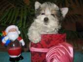 ����� ����������� ������ - ����������� 3