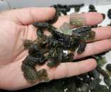 ����� ����������� ������ �������� (�������) - ����������� 2