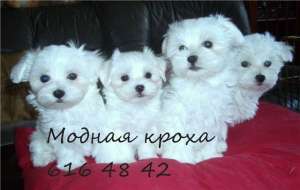 ����� ����������� �������. - ����������� 1