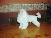 ����� ����������� �������. - ����������� 3