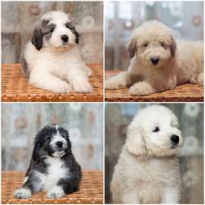 ����� ����������� ������� - ����������� 1