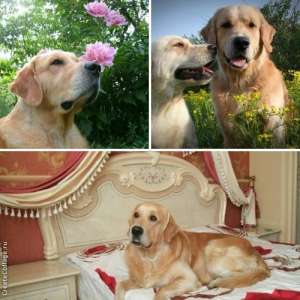 ����� ����������� ��������� - ����������� 1