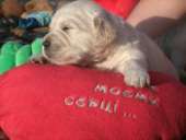 ����� ����������� ��������� - ����������� 1