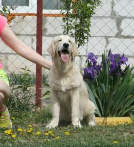 ����� ����������� ��������� - ����������� 1