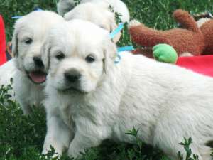 ����� ����������� ��������� - ����������� 1