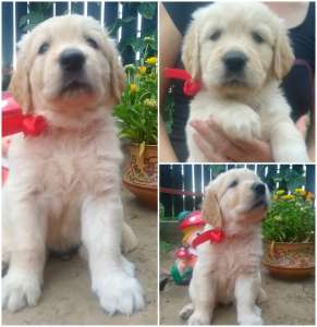 ����� ����������� ��������� - ����������� 1