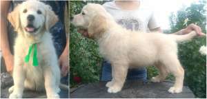 ����� ����������� ��������� - ����������� 1