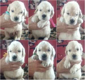 ����� ����������� ��������� - ����������� 1