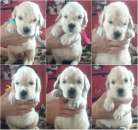 ����� ����������� ���������. �������� �������� - �������/�������