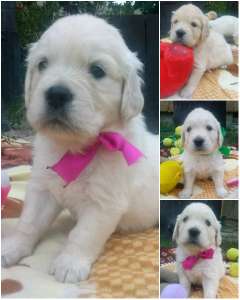 ����� ����������� ��������� - ����������� 1