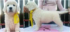 ����� ����������� ��������� - ����������� 1