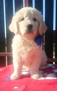 ����� ����������� ��������� - ����������� 1