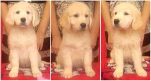 ����� ����������� ��������� - ����������� 1