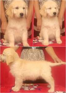 ����� ����������� ��������� - ����������� 1