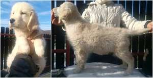 ����� ����������� ��������� - ����������� 1