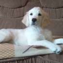 ����� ����������� ���������. �������� �������� - �������/�������