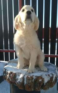 ����� ����������� ��������� - ����������� 1