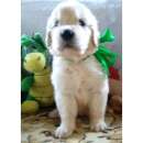 ����� ����������� ��������� - ����������� 2