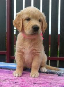 ����� ����������� ��������� - ����������� 1