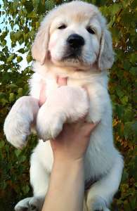 ����� ����������� ��������� - ����������� 1