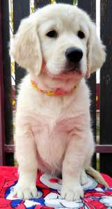 ����� ����������� ��������� - ����������� 1