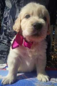 ����� ����������� ��������� - ����������� 1