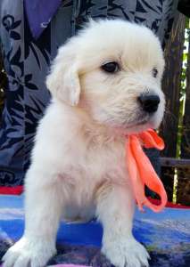 ����� ����������� ��������� - ����������� 1