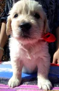 ����� ����������� ��������� - ����������� 1