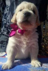 ����� ����������� ��������� - ����������� 1