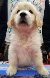 ����� ����������� ��������� - ����������� 1