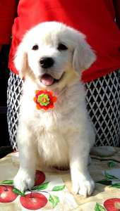 ����� ����������� ��������� - ����������� 1