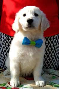 ����� ����������� ��������� - ����������� 1