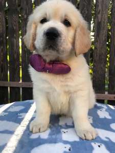 ����� ����������� ��������� - ����������� 1