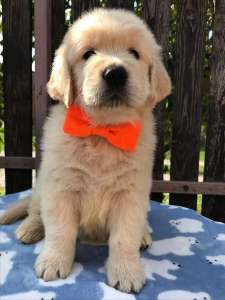 ����� ����������� ��������� - ����������� 1