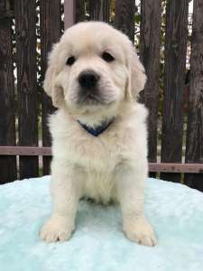 ����� ����������� ��������� - ����������� 1