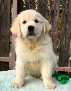 ����� ����������� ��������� - ����������� 1