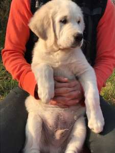 ����� ����������� ��������� - ����������� 1