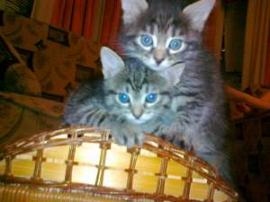 ����� �����-������� � ���������� ����. - ����������� 1